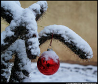 Cactus Ornament