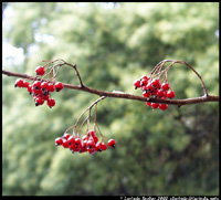 Berries