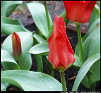 Tulips