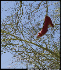 Shoe Tree