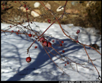 Red Berries