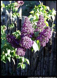 Lilacs