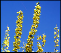 Forsythia