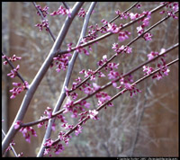 Purple Tree