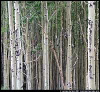 Aspens