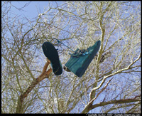 Shoe Tree