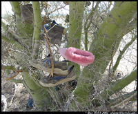 Shoe Tree