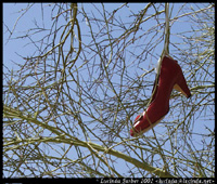 Shoe Tree