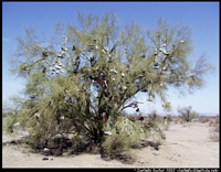 Shoe Tree