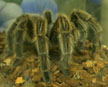 Spoot the Tarantula