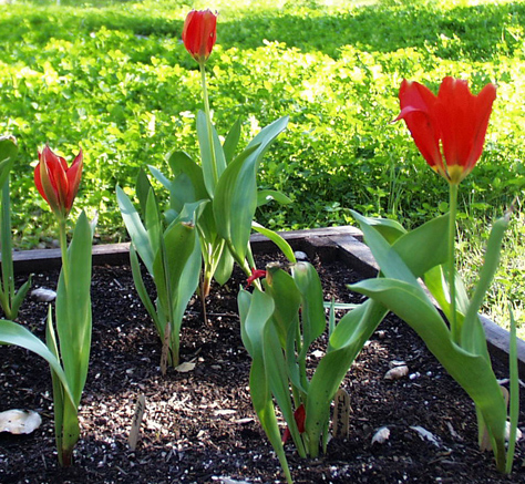 tulip bloom